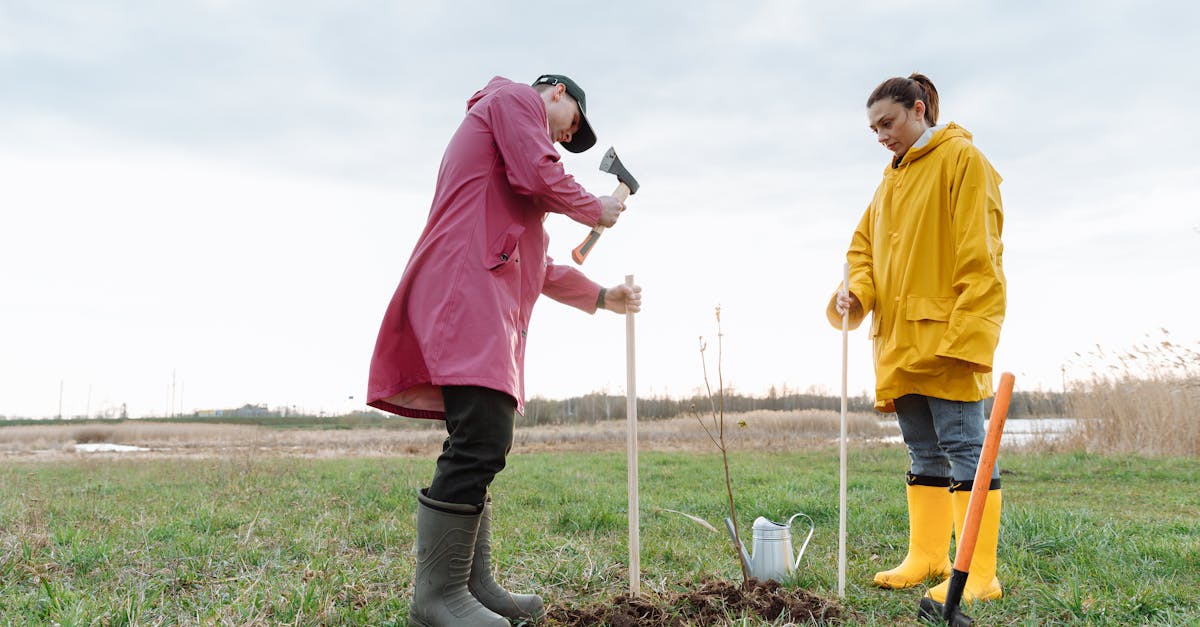 découvrez l'importance de la reforestation pour restaurer nos écosystèmes, combattre le changement climatique et préserver la biodiversité.